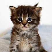 Washo, 4 weeks