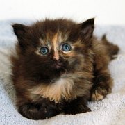 Werida, 4 weeks