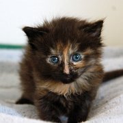 Werida, 4 weeks