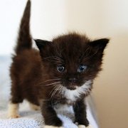 Wichita, 4 weeks