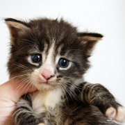 Wintu, 4 weeks