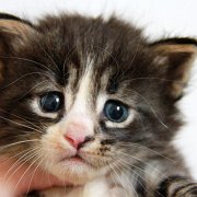 Wintu, 4 weeks