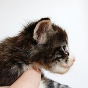 Wintu, 4 weeks