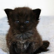 Witchery, 4 weeks