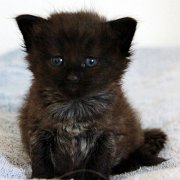 Witchery, 4 weeks