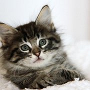 V'Lola, 8 weeks