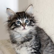 V'Lola, 8 weeks