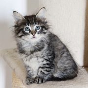 V'Lola, 8 weeks