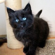 Wallaka, 8 weeks