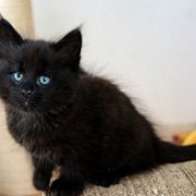 Wallaka, 8 weeks