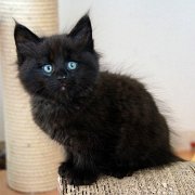 Wallaka, 8 weeks