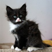 Wasco, 8 weeks