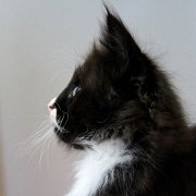 Wasco, 8 weeks