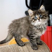 Washo, 8 weeks