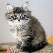 Washo, 8 weeks