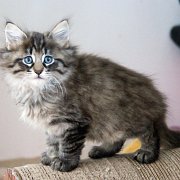 Washo, 8 weeks