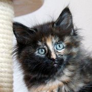 Werida, 8 weeks