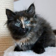 Werida, 8 weeks