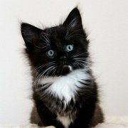 Wichita, 8 weeks