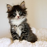 Wintu, 8 weeks