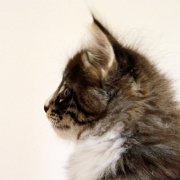Wintu, 8 weeks
