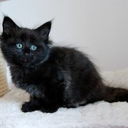 Witchery, 8 weeks