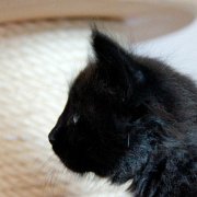 Witchery, 8 weeks