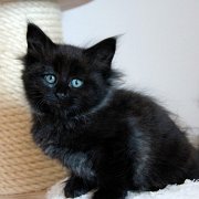 Witchery, 8 weeks