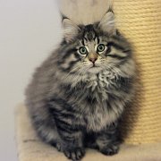V'Dagobert, 10 weeks