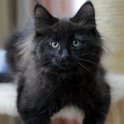 Vargas, 10 weeks