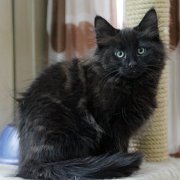 Vargas, 10 weeks