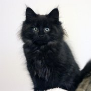 Vera, 10 weeks