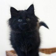 Vestar, 10 weeks