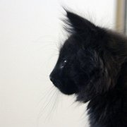 Vestar, 10 weeks