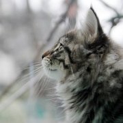 Vigdis, 10 weeks