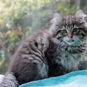 Vigdis, 10 weeks
