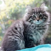 Vigdis, 10 weeks