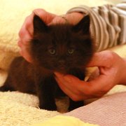 Vargas, 6 weeks