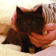 Vargas, 6 weeks