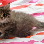 V'Dagobert, 6 weeks