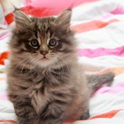V'Dagobert, 6 weeks