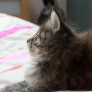 V'Dagobert, 6 weeks