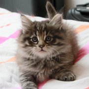 V'Dagobert, 6 weeks
