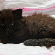 Vestar, 6 weeks