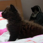 Vestar, 6 weeks