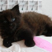 Vestar, 6 weeks