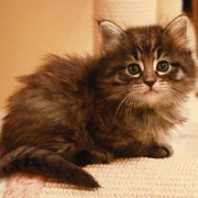 Vigdis, 6 weeks