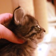 Vigdis, 6 weeks