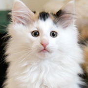 Vanilla, 11 weeks