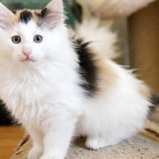 Vanilla, 11 weeks